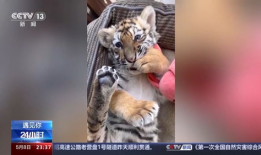 四虎视频在线观看,在线观看的激情之旅